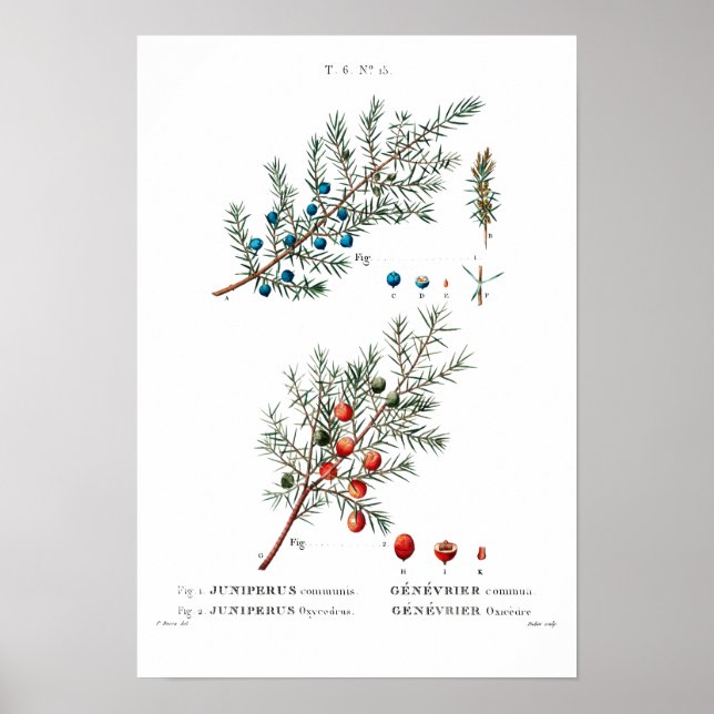 VINTAGE BOTANICAL "JUNIPER" REDOUTÉ POSTER (Front)
