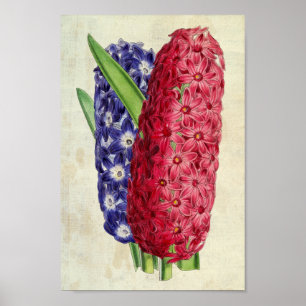 Vintage Botanical Lina & Argus Oriental Hyacinth Poster
