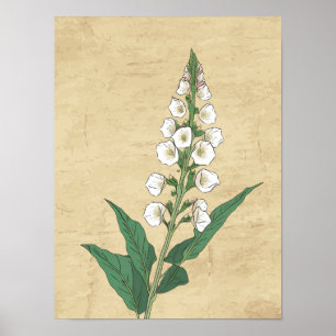 Vintage botanical line drawing wall art poster