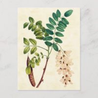 Vintage Botanical Locust Tree Illustration