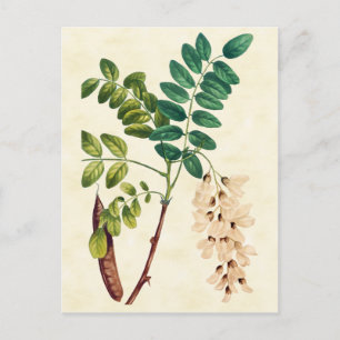Vintage Botanical Locust Tree Illustration Postcard