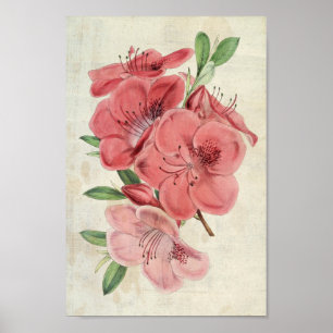Vintage Botanical Magnet Azalea Poster