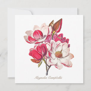 Vintage Botanical Magnolia Pink White Flowers