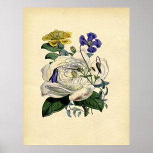 Vintage Botanical Magnolia Poster