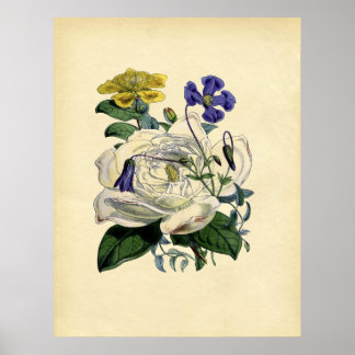 Vintage Botanical Magnolia Poster
