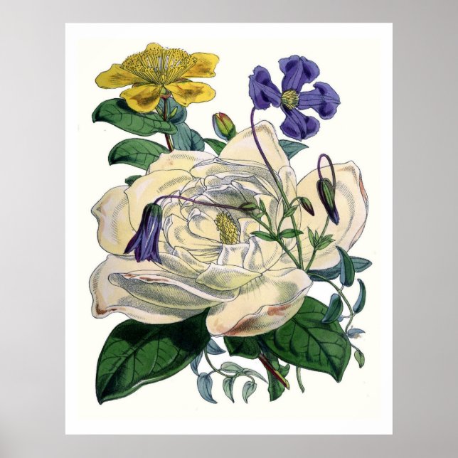 Vintage Botanical Magnolia Poster (Front)