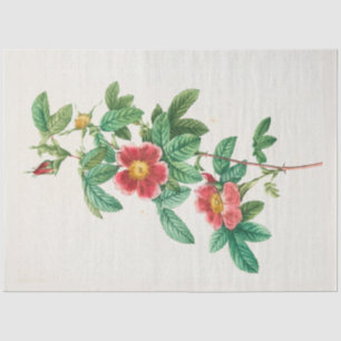 Vintage Botanical Modern Popular Floral Tissue Paper