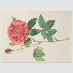 Vintage Botanical Modern Popular Floral Tissue Paper