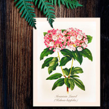 Vintage Botanical Mountain Laurel Flower 