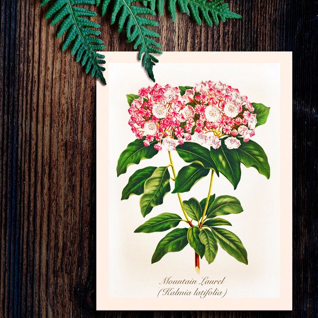 Vintage Botanical Mountain Laurel Flower  Postcard (Creator Uploaded)