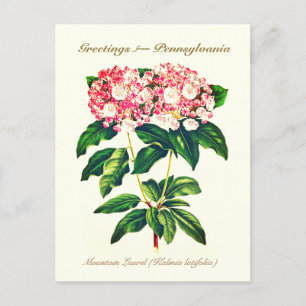 Vintage Botanical Mountain Laurel Flower Postcard