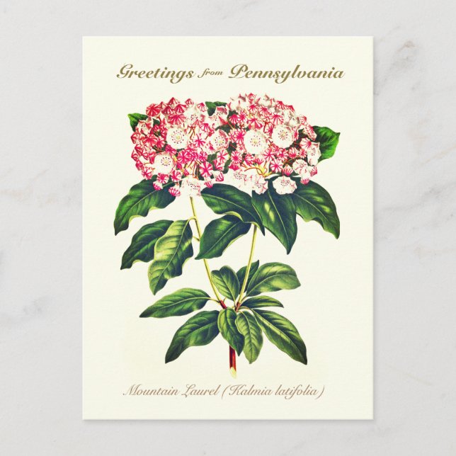 Vintage Botanical Mountain Laurel Flower  Postcard (Front)