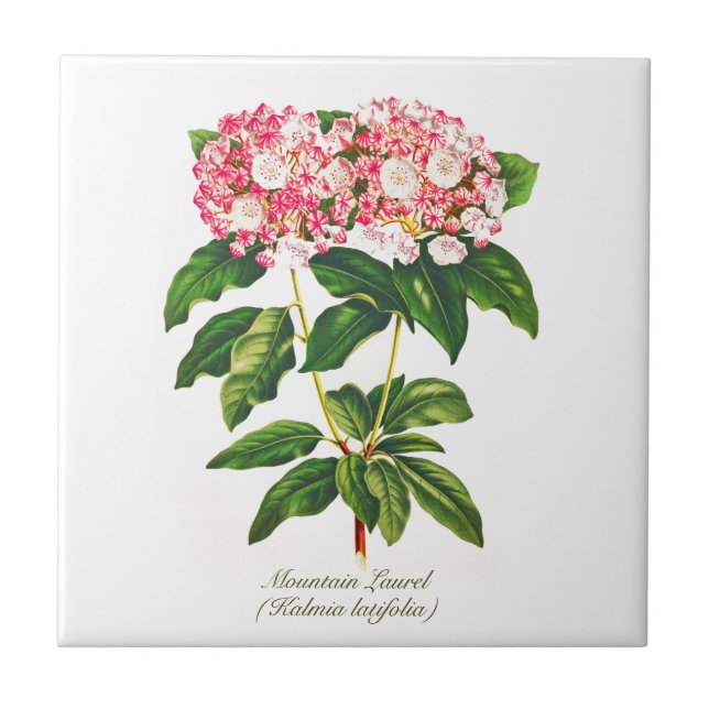 Vintage Botanical Mountain Laurel Flower  Tile (Front)