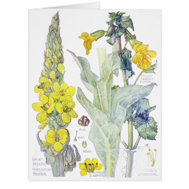 Vintage Botanical Mullein Wildflower Flowers Card (Front)