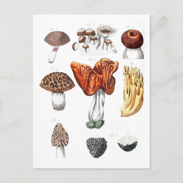 Vintage Botanical Mushrooms Postcard (Front)