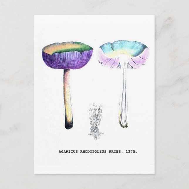 Vintage Botanical Mushrooms Postcard (Front)