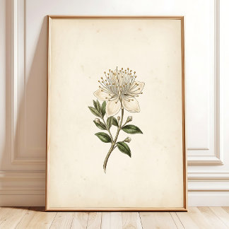 Vintage Botanical Myrtle Flower Art Poster