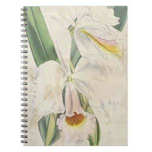 Vintage Botanical Orange-Blotched Cattleya Notebook