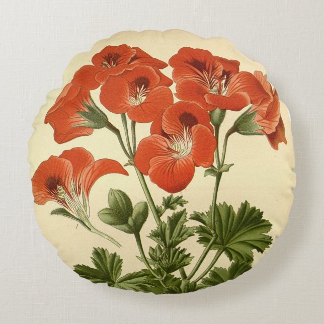 Vintage Botanical Pelargonium Grandiflorum Illustr Round Cushion (Front)