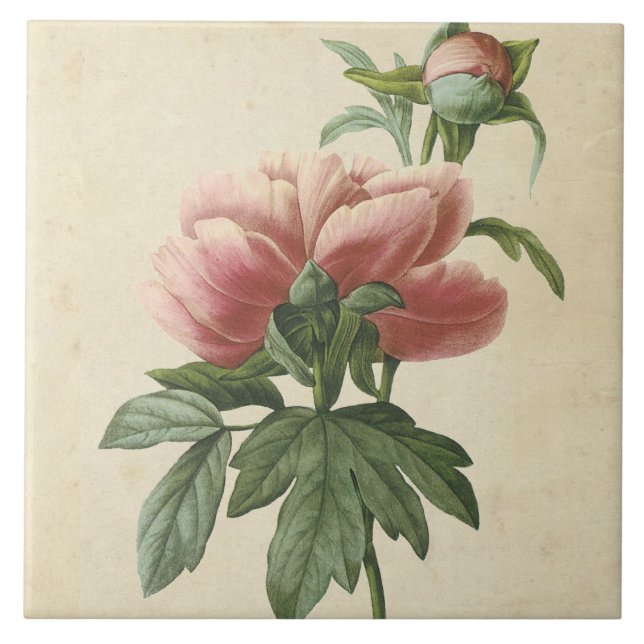 Vintage Botanical Peony Tile (Front)