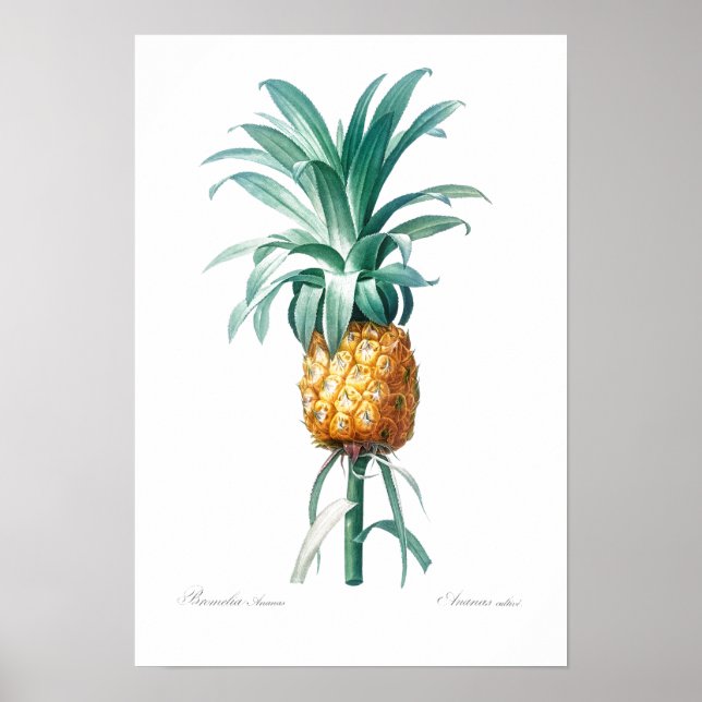 VINTAGE BOTANICAL "PINEAPPLE" REDOUTÉ POSTER (Front)