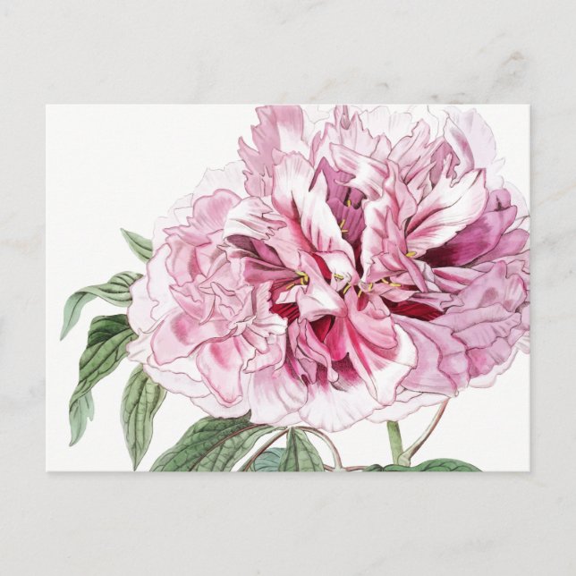 VINTAGE BOTANICAL PINK PEONY POSTCARD (Front)
