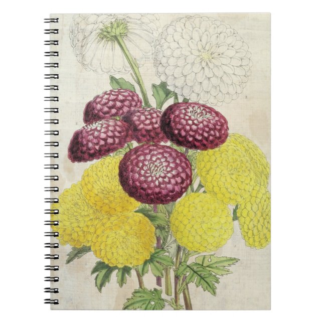 Vintage Botanical Pompon Chrysanthemums Notebook (Front)