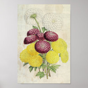 Vintage Botanical Pompon Chrysanthemums Poster