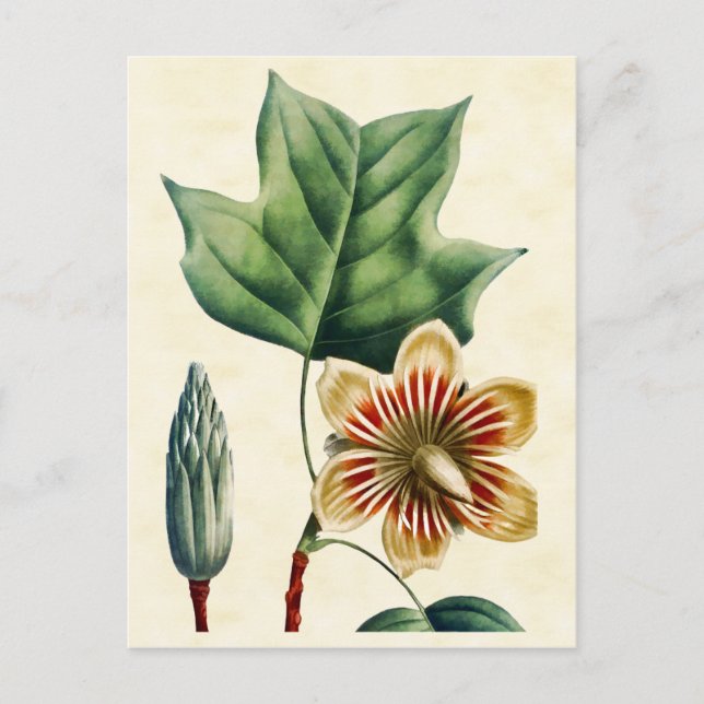Vintage Botanical Poplar Tulip Tree Illustration Postcard (Front)