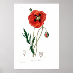 VINTAGE BOTANICAL POPPY ILLUSTRATION  POSTER