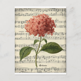 Vintage botanical postcard with pink hortensia