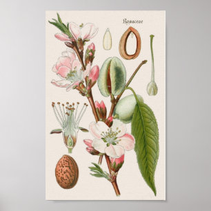 Vintage botanical poster