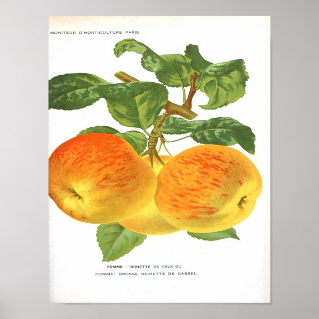 Vintage Botanical Poster - Apple (Front)