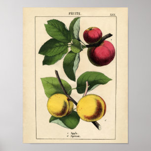 Vintage Botanical Poster - Apple and Apricot