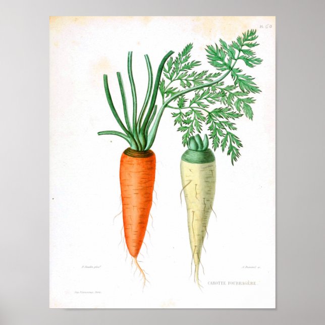 Vintage Botanical Poster - Carrot (Front)