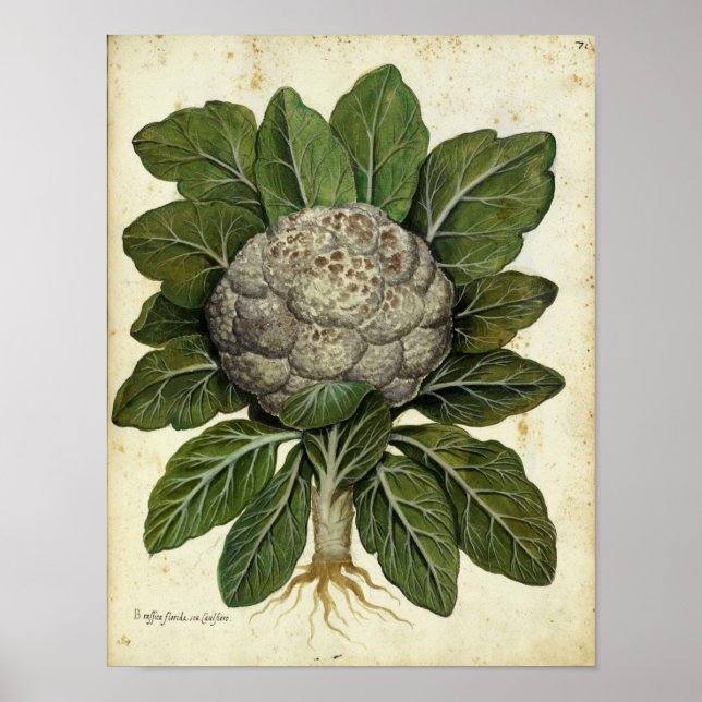 Vintage Botanical Poster - Cauliflower (Front)