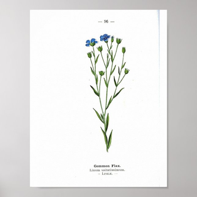 Vintage Botanical Poster - Common flax (Front)