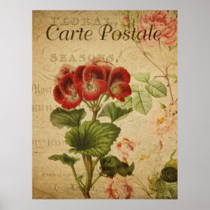 Vintage Botanical Poster - French Pelargonium