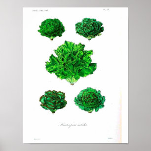 Vintage Botanical Poster - Lettuce