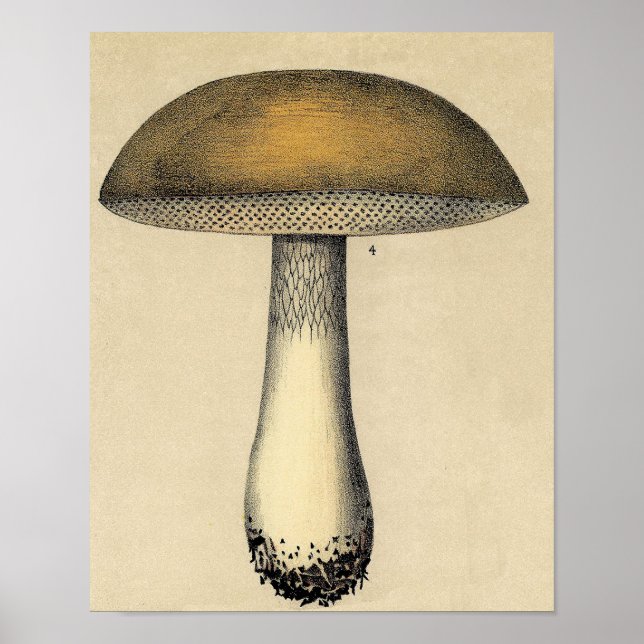 Vintage Botanical Poster - Mushroom (Front)