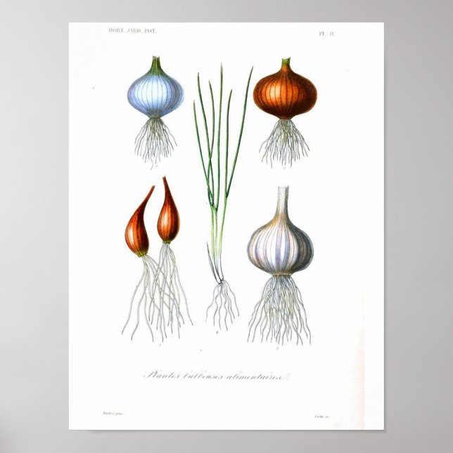 Vintage Botanical Poster - Onion and Garlic (Front)