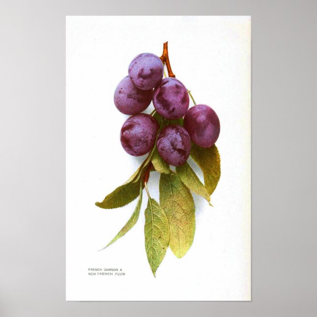 Vintage Botanical Poster - Plum (Front)