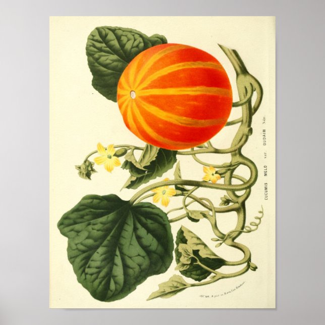 Vintage Botanical Poster - Pumpkin (Front)