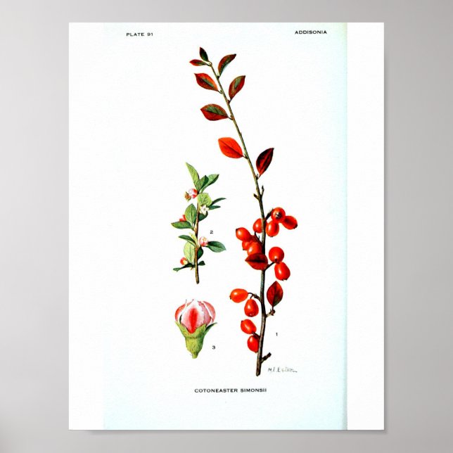 Vintage Botanical Poster - Red Berries (Front)
