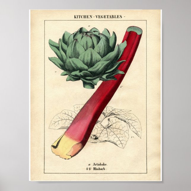 Vintage Botanical Poster - Rhubarb (Front)