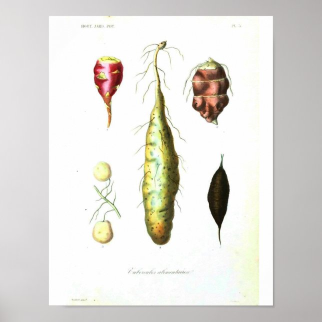 Vintage Botanical Poster - Root Vegetables (Front)