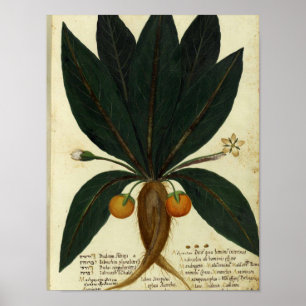 Vintage Botanical Poster - Sweet Orange
