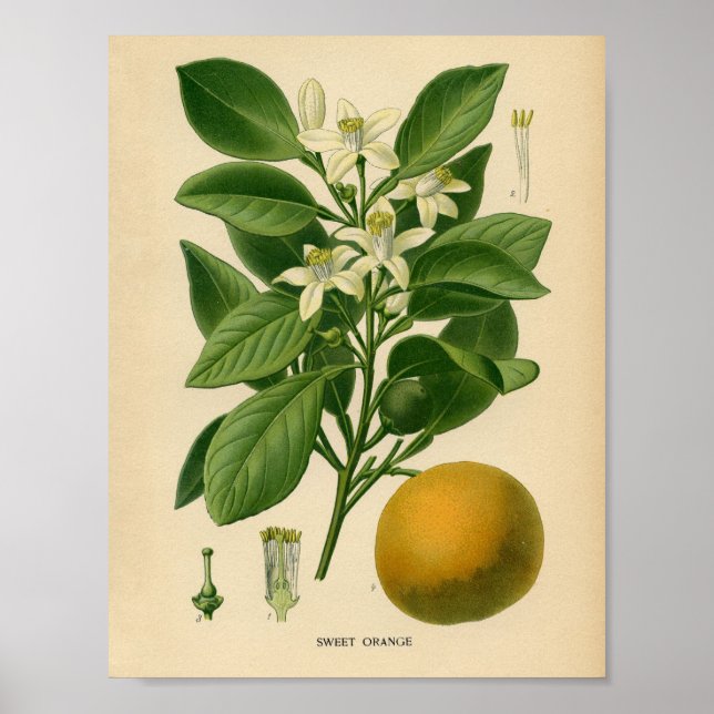 Vintage Botanical Poster - Sweet Orange (Front)