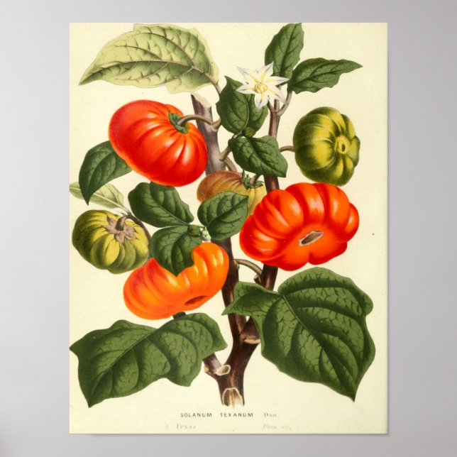 Vintage Botanical Poster - Tomato (Front)