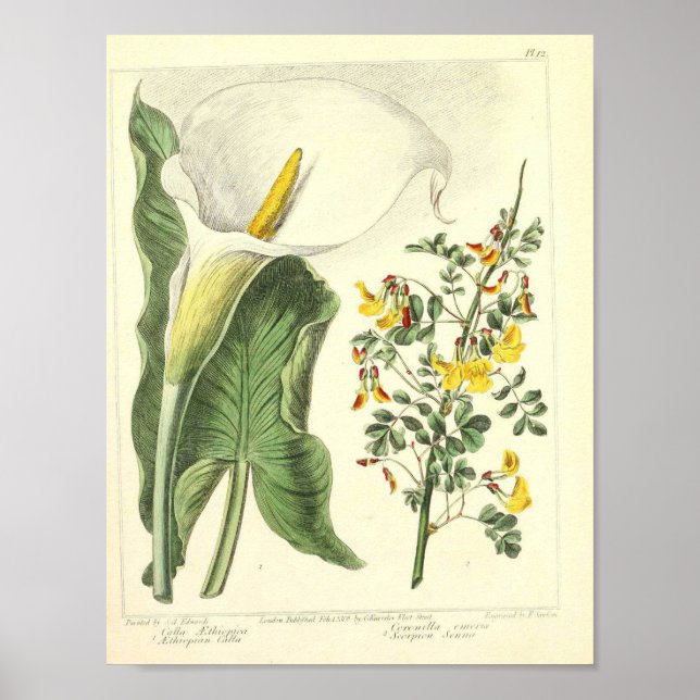Vintage Botanical Poster - Wild Flower (Front)